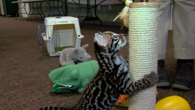 9 Week Old Ocelot Kitten Playing - Cincinnati Zoo.mp4_20151006_174243.000