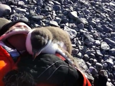 Baby Penguin Meets Human For First Time.mp4_20151005_135115.906