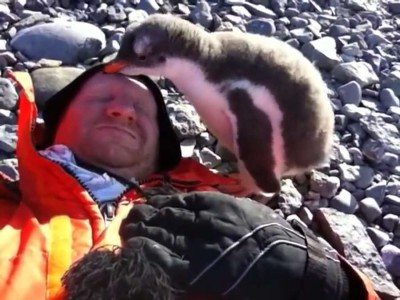 Baby Penguin Meets Human For First Time.mp4_20151005_135156.218