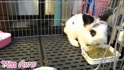 Cute Little Bunny Refuses To Eat.mp4_20150926_201011.203