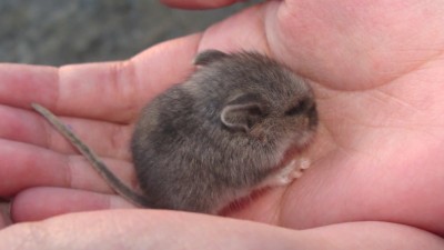 Cute friendly wild mouse sleeping on the hand