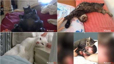 Funny Cats Sleeping in Strange Positions and Places Compilation 2015 - 2