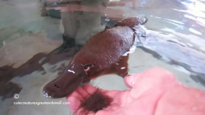Hand Feeding & Playing With A Friendly Platypus.mp4_20150930_193856.140