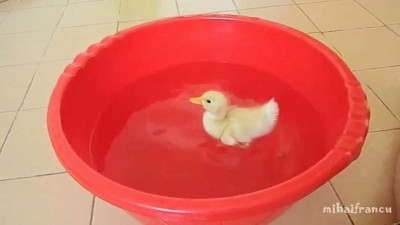 I Are Cute Duckling AWW - Funny Baby Duck Animal.mp4_20151009_181733.421