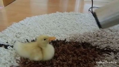 I Are Cute Duckling AWW - Funny Baby Duck Animal.mp4_20151009_181817.796