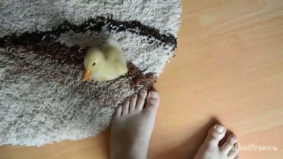 I Are Cute Duckling AWW - Funny Baby Duck Animal.mp4_20151009_182019.640