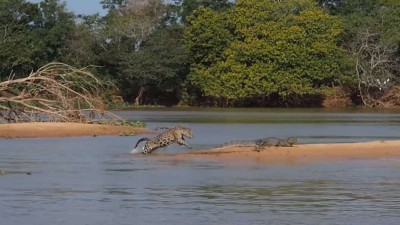 Jaguar Attacks Crocodile  1200x675