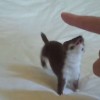 Playtime with Ozzy the Weasel..mp4_20151007_201736.296