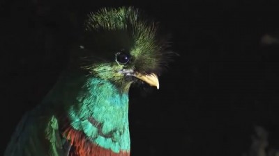 Quetzal Mesoamericano.mp4_20151004_202837.781