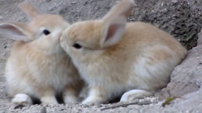 けしからん子うさぎ！＠大久野島 Outrageous fluffy baby bunnies!!! @ rabbit island.mp4_20151005_215629.593