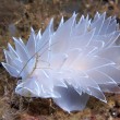 frosted sea slug