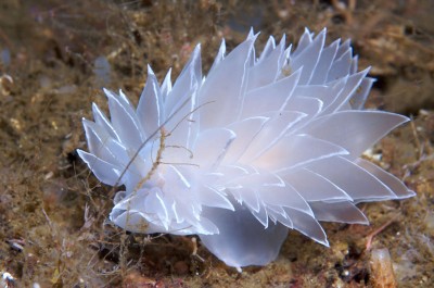 frosted sea slug