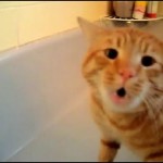 必死に’NO~!’絶対にお風呂に入りたくないネコ