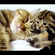 yt-1677-Mom-Cat-talking-to-her-Kittens.-20-min-BONUS-video
