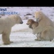 yt-2373-Polar-bears-and-dogs-playing