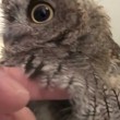 yt-2851-Screech-Owl-having-a-bath-and-then-being-dried.-