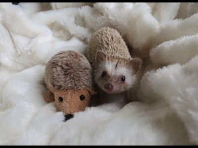 yt-3612-A-day-in-the-life-of-a-Hedgehog_675