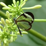 透明な羽を持つ蝶「グラスウィング・バタフライ」