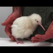 yt-3706-Second-rare-white-kiwi-hatches-in-New-Zealand