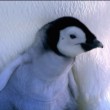 yt-3719-Baby-Emperor-Penguins-Emerge-from-Their-Shells-Nature-on-PBS