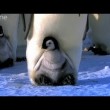 yt-3721-Emperor-chicks-standing-tall-Penguins-Spy-in-the-Huddle-Episode-2-Preview-BBC-One