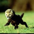 yt-3782-MUST-WATCH-Baby-Cheetah-Fears-For-His-Life-As-He-Runs-Away-From-Baboons