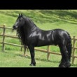 yt-3813-Highly-acclaimed-Friesian-Stallion-SPECTACULAR-JAW-DROPPING