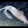 yt-3846-Squid-Strong-swimmer-of-the-ocean