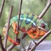 yt-3850-Real-Chameleon-Color-change