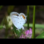 最近あまり見かけなくなった小さな蝶：シジミチョウ