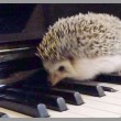 yt-3944-Hedgehog-Vines-Cute-Hedgehogs-That-Run-Hide-Play-and-Eat