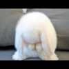 yt-3957-Cute-Baby-Bunny-Washing-Her-Face