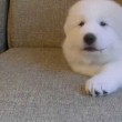 yt-3993-Great-Pyrenees-Puppy-lets-play-with-me