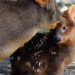 yt-4001-Cute-Baby-Pudu-One-day-old
