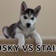 yt-4060-Cutest-Husky-Puppy-Husky-vs-stairs