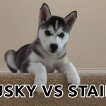 ハスキーの子犬が階段を降りる練習で何か言いたげ．．．