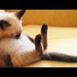 yt-4324-Funny-Cats-Sleeping-in-Strange-Positions-and-Places-Compilation-2015-FunnyTV