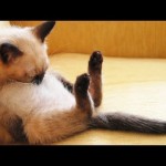変な格好・変な場所で寝る猫の動画集２０１５版