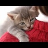 yt-4345-Cute-Cats-Love-Hugging-Compilation-2015-FunnyTV