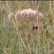 Baby cheetah vs baboon - BBC wildlife.mp4_20150613_200511.561