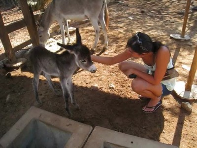 Brand new baby donkey at the Donkey Sanctuary Aruba!.mp4_20150924_181413.578