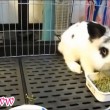 Cute Little Bunny Refuses To Eat.mp4_20150926_201011.203