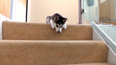 Cutest Husky Puppy - Husky vs stairs.mp4_20150927_204250.968