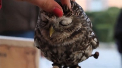 Cutest owl ever northern saw whet owl.mp4_20150913_191159.140