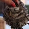 Cutest owl ever  northern saw whet owl.mp4_20150913_191159.140 S