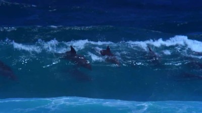 DOLPHIN SURFERS - HOW THEY CATCH A WAVE..mp4_20150918_113652.875