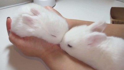 Fluffy Bunny Furball, Sleeping in my Hand!.mp4_20151002_113329.781