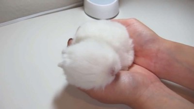 Fluffy Bunny Furball, Sleeping in my Hand!.mp4_20151002_114234.453