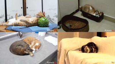 Funny Cats Sleeping in Strange Positions and Places Compilation 2015 - 1