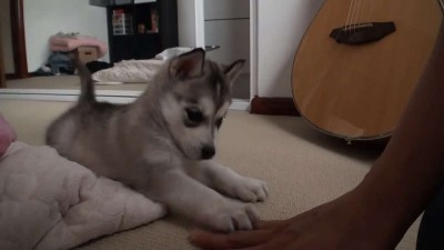 Impossibly Cute Husky Puppy  Wolfie s First Week.mp4_20151003_215600.078